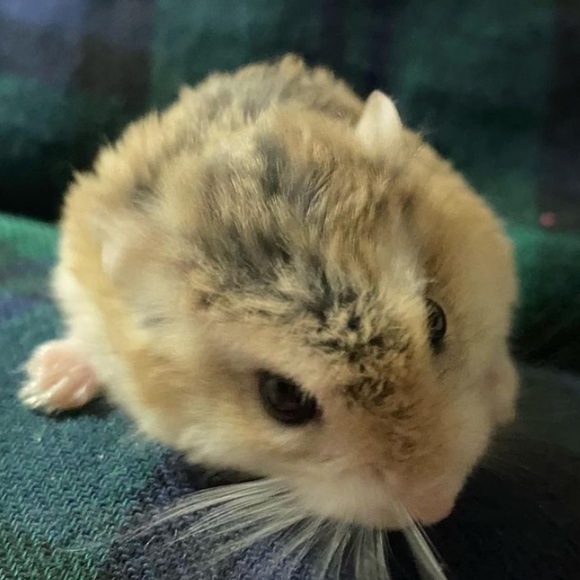 Meet your Posher, - Picture 1 of 1